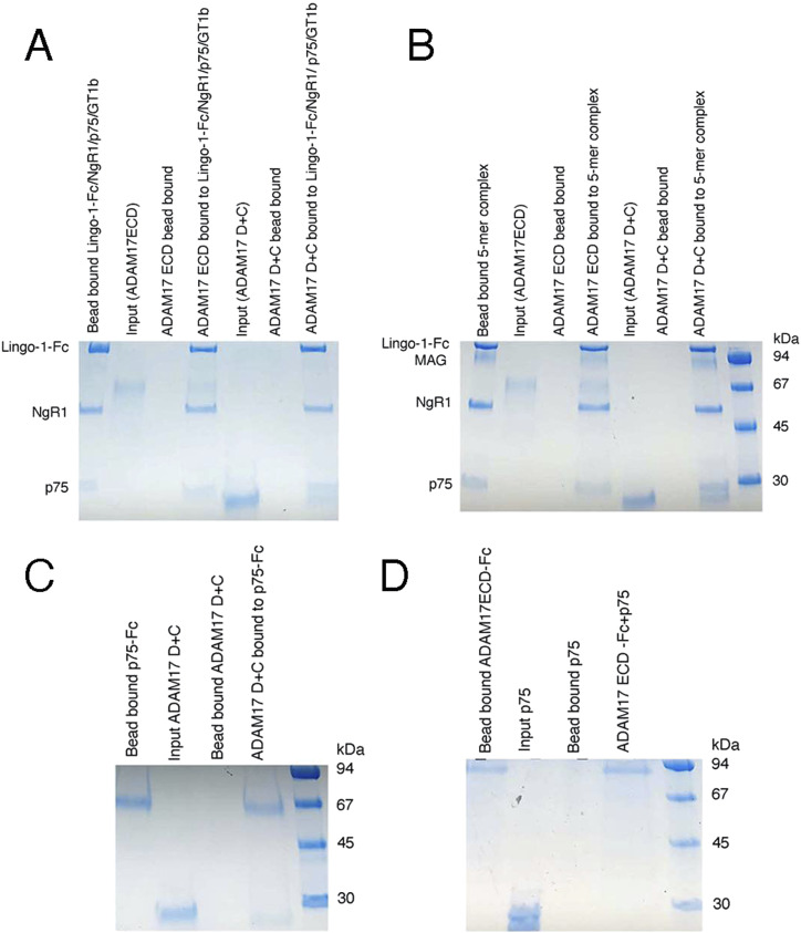 Antibodies targeting ADAM17 reverse neurite outgrowth inhibition by myelin-associated inhibitors.