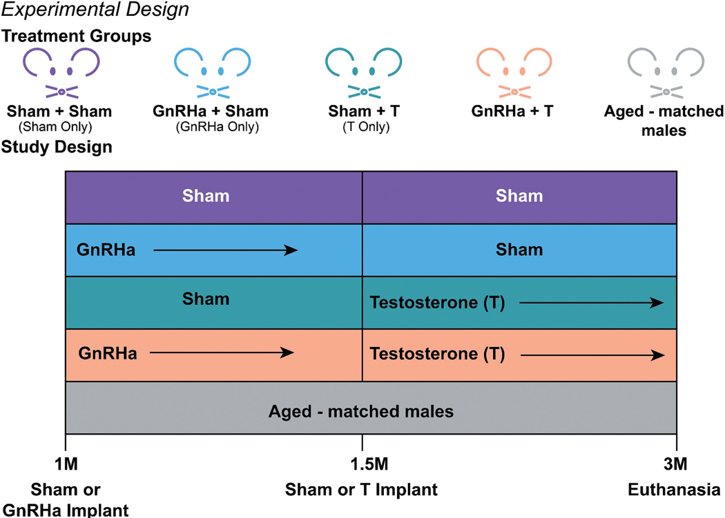 Functional changes to Achilles tendon and enthesis in an adolescent mouse model of testosterone hormone therapy.