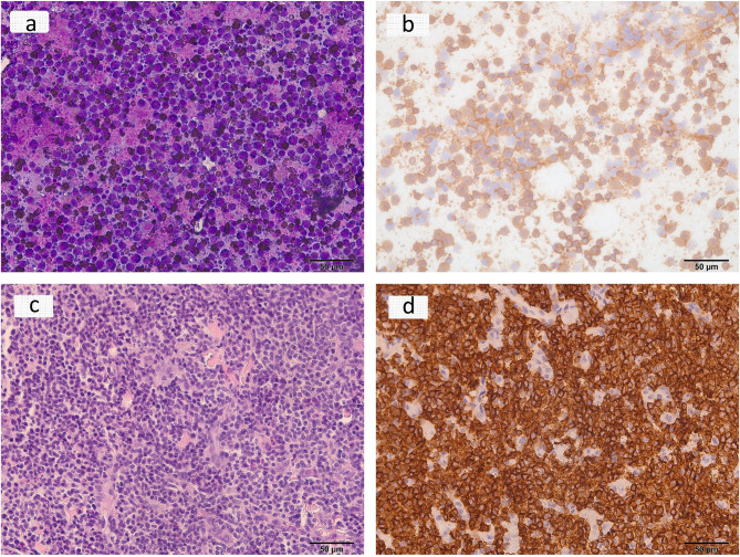 Canine lymphoma in Croatia: a fourteen-year retrospective study.
