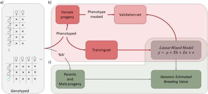 Genomic selection in a kiwiberry breeding programme: integrating intra- and inter-specific crossing.