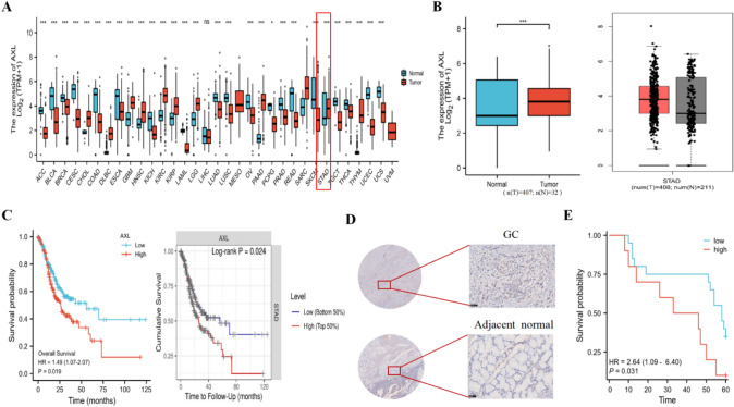 Novel affibody molecules targeting the AXL extracellular structural domain for molecular imaging and targeted therapy of gastric cancer.