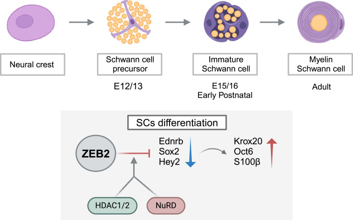 Schwann cells in regeneration and cancer: an epithelial-mesenchymal transition perspective.