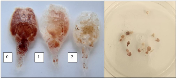 The digestion time for salmon louse (Lepeoptheirus salmonis) in lumpfish (Cyclopterus lumpus) in relation to freshness, developmental stage, and temperature.