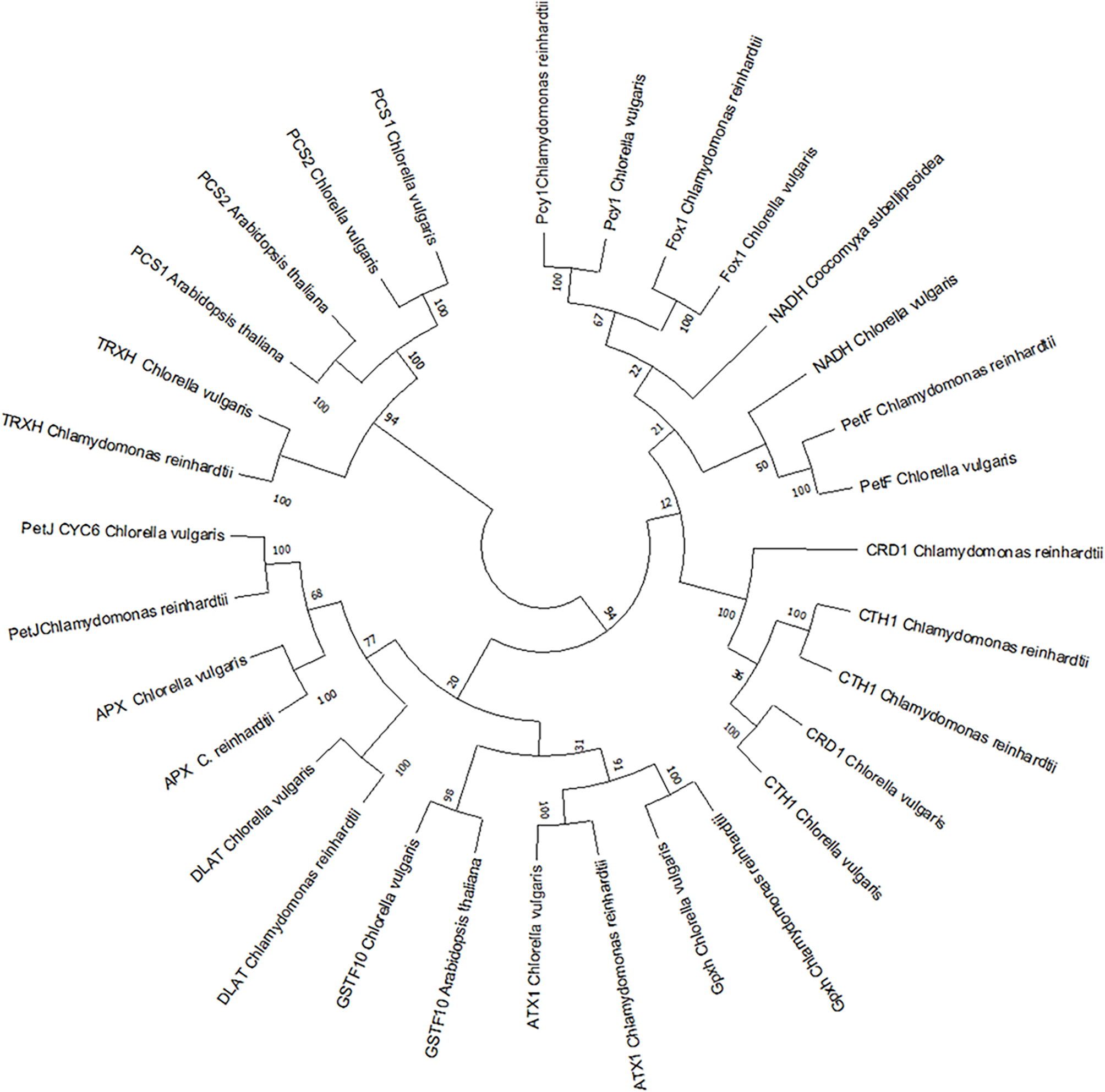 Genome-wide identification and characterization of stress-responsive genes in Chlorella vulgaris.