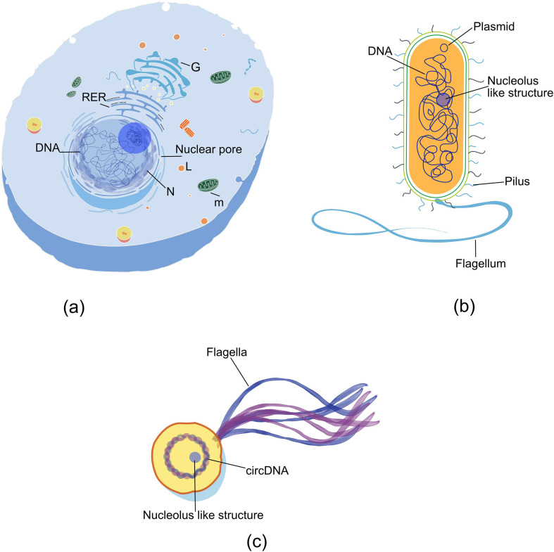 Nucleolar origins: challenging perspectives on evolution and function.