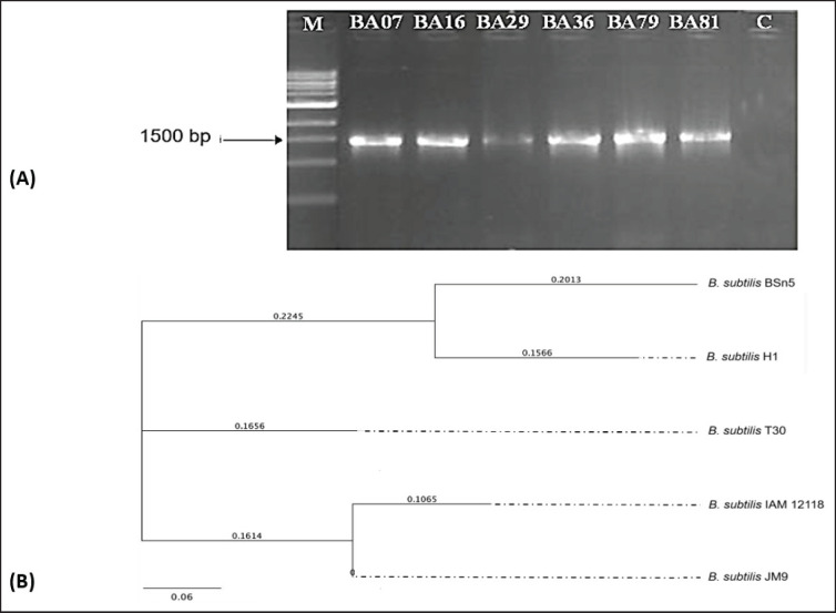 Isolation and selection of indigenous chicken-derived <i>Bacillus subtilis</i> strains as potential probiotic alternatives to antibiotics against Gram-negative enteropathogens.