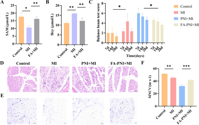 Folic Acid Promotes Peripheral Nerve Injury Repair via Regulating DNM3-AKT Pathway Through Mediating Methionine Cycle Metabolism.