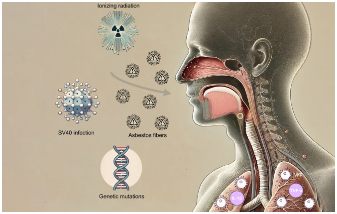 Telomeres and telomerase in mesothelioma: Pathophysiology, biomarkers and emerging therapeutic strategies (Review).