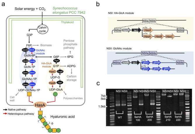 CRISPRi-assisted metabolic engineering of cyanobacteria for photosynthetic hyaluronic acid from CO<sub>2</sub>.