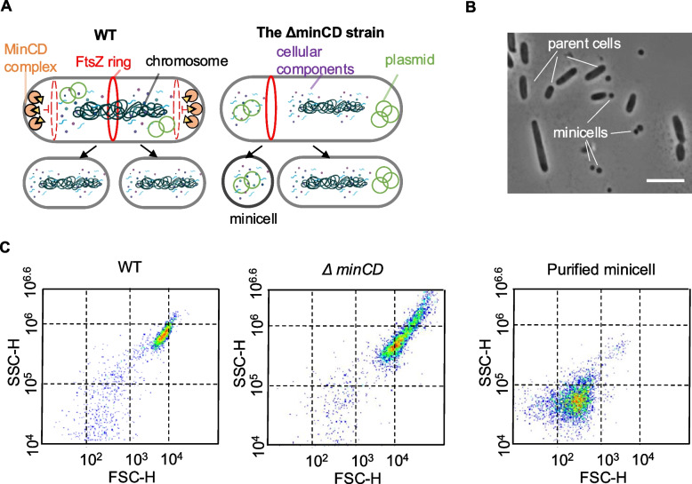 Manipulating subcellular protein localization to enhance target protein accumulation in minicells.