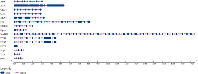 Genome-wide identification and characterization of stress-responsive genes in Chlorella vulgaris.