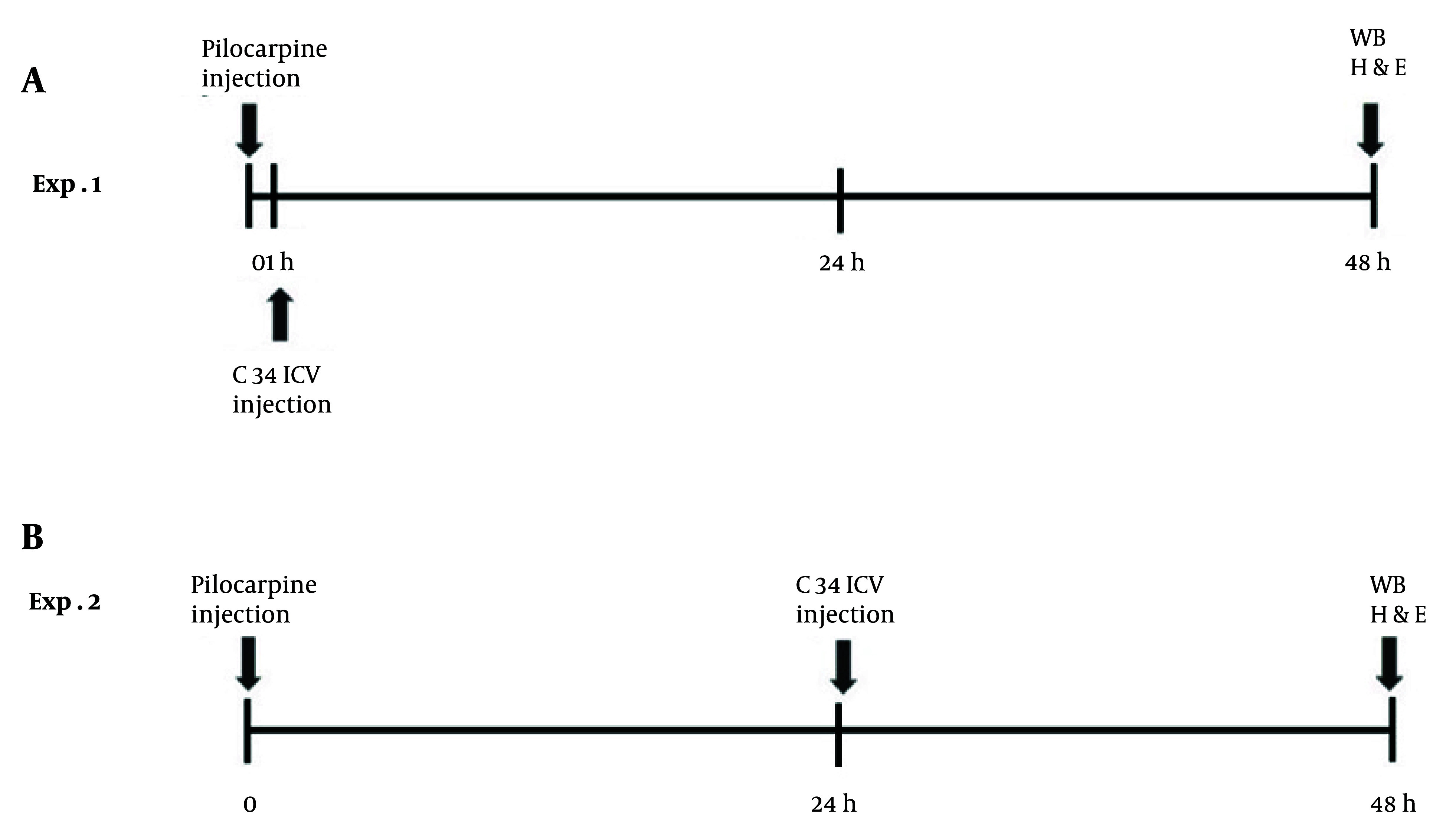 Neuroprotective Effects of Early TLR4 Blockade with Compound C34 in Temporal Lobe Epilepsy: Alleviation of Neuroinflammation and Apoptosis.