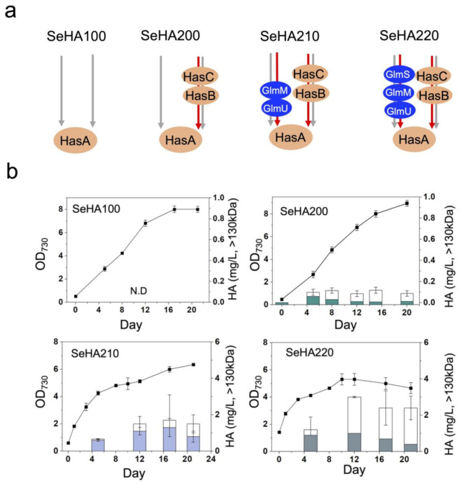 CRISPRi-assisted metabolic engineering of cyanobacteria for photosynthetic hyaluronic acid from CO<sub>2</sub>.