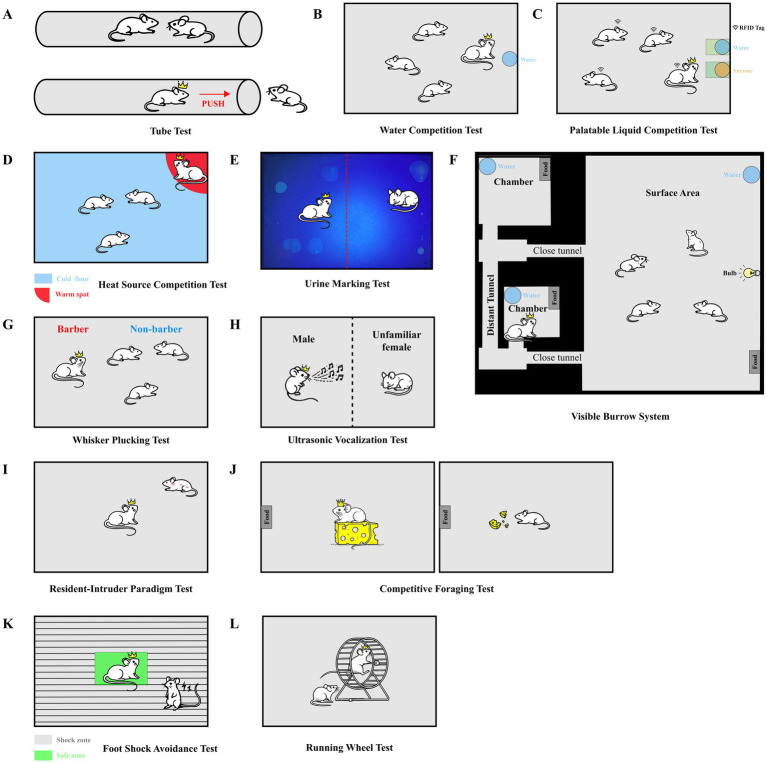 Behavioral tests for the assessment of social hierarchy in mice.