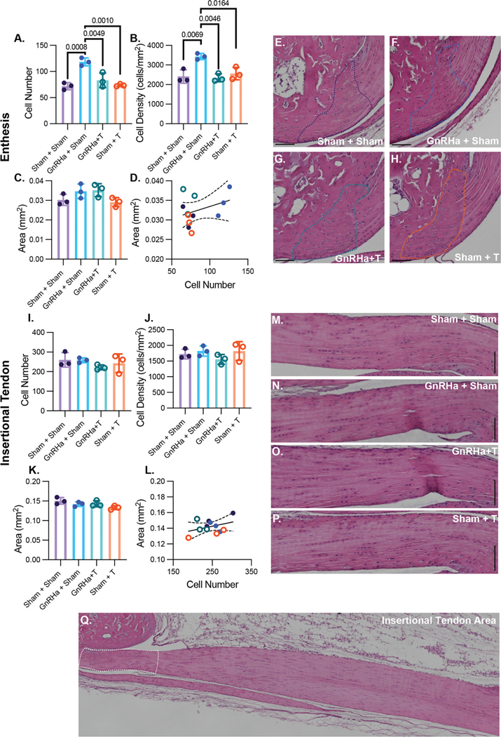 Functional changes to Achilles tendon and enthesis in an adolescent mouse model of testosterone hormone therapy.