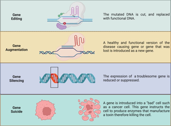 Nano Approaches to Nucleic Acid Delivery: Barriers, Solutions, and Current Landscape.
