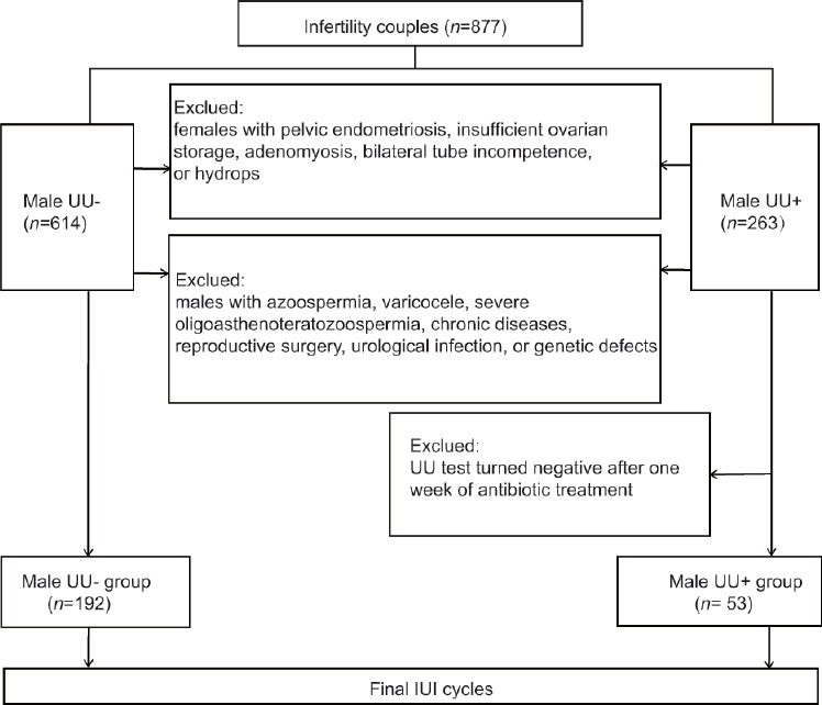 Associations of Ureaplasma urealyticum infection with male infertility and intrauterine insemination outcomes.