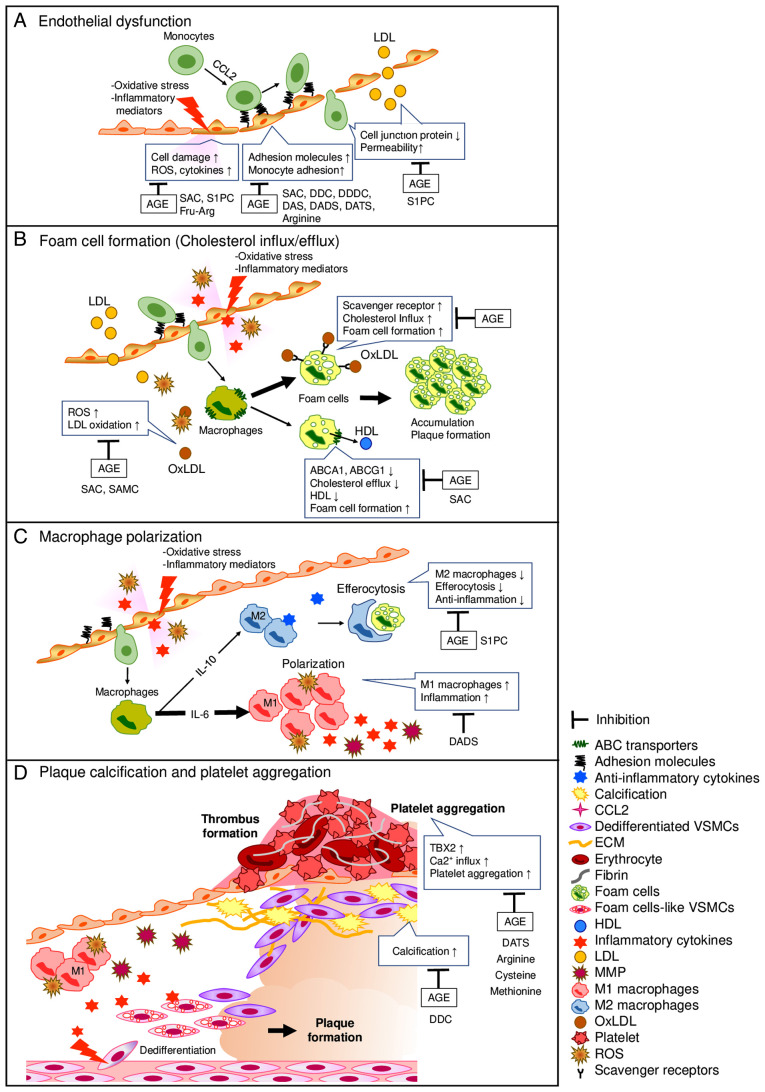 Anti?atherosclerotic effect of aged garlic extract: Mode of action and therapeutic benefits (Review).