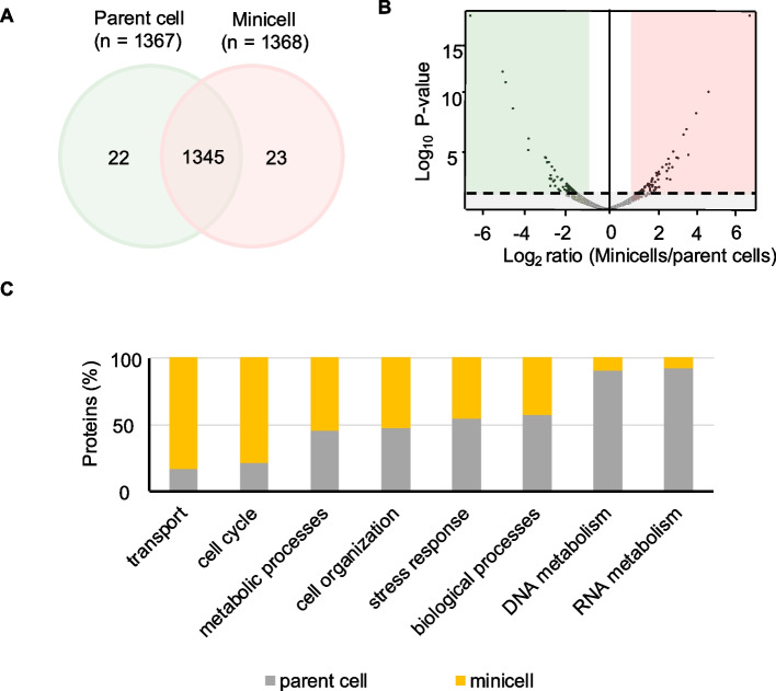 Manipulating subcellular protein localization to enhance target protein accumulation in minicells.