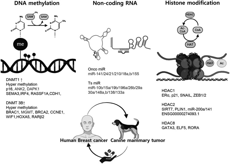 Comparative epigenomics to clinical trials in human breast cancer and canine mammary tumor.