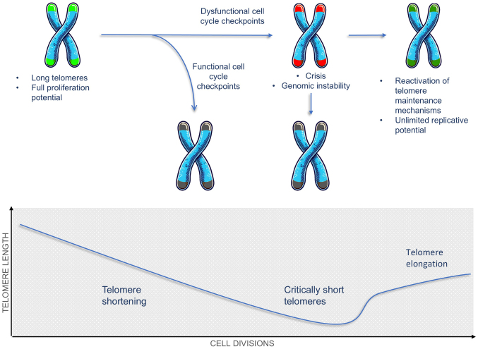 Telomeres and telomerase in mesothelioma: Pathophysiology, biomarkers and emerging therapeutic strategies (Review).