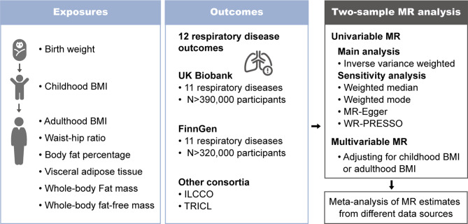 Causal effect of life-course adiposity on the risk of respiratory diseases: a Mendelian randomization study.