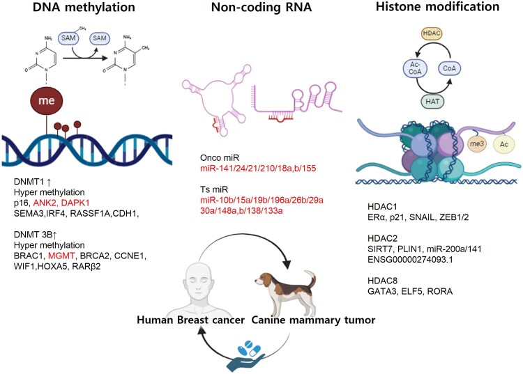 Comparative epigenomics to clinical trials in human breast cancer and canine mammary tumor.