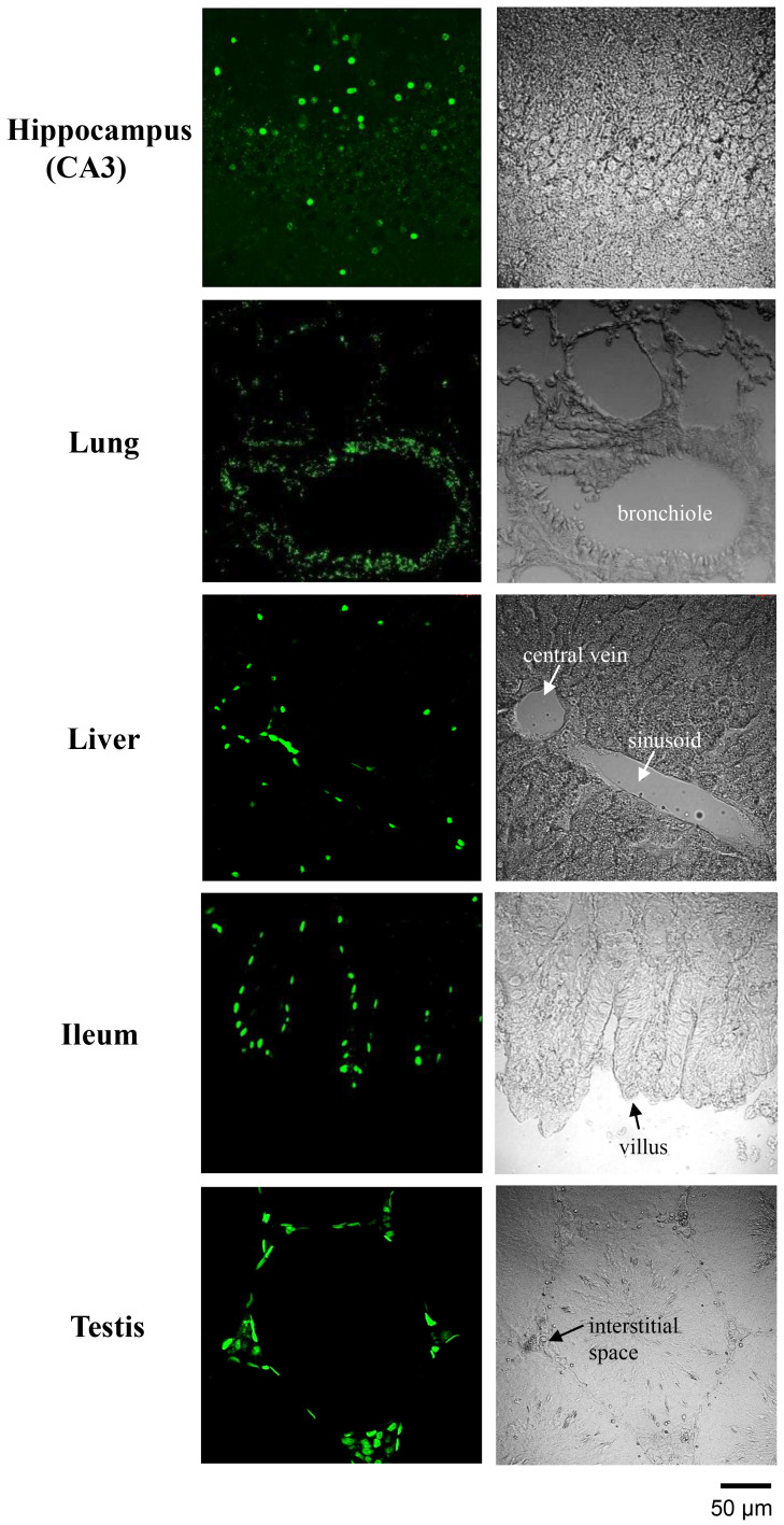 Roles of PDGF/PDGFR signaling in various organs.