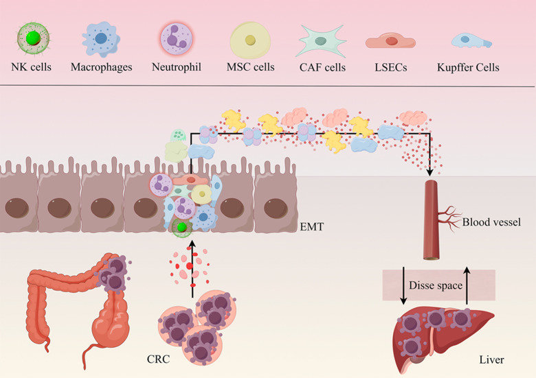 Pathogenetic development, diagnosis and clinical therapeutic approaches for liver metastasis from colorectal cancer (Review).