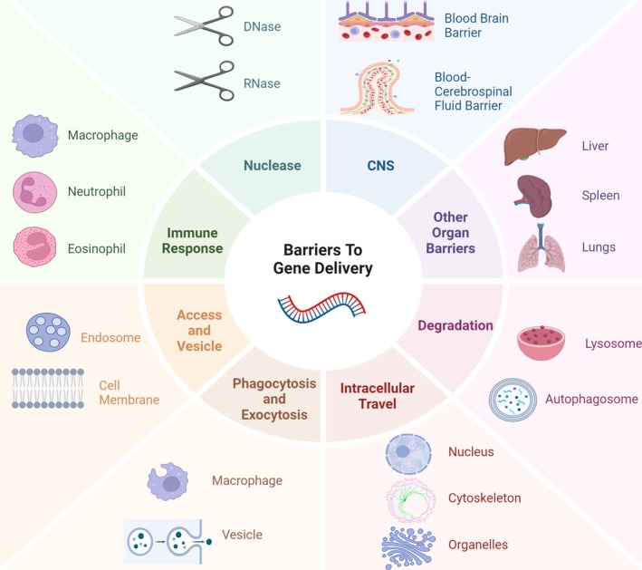 Nano Approaches to Nucleic Acid Delivery: Barriers, Solutions, and Current Landscape.