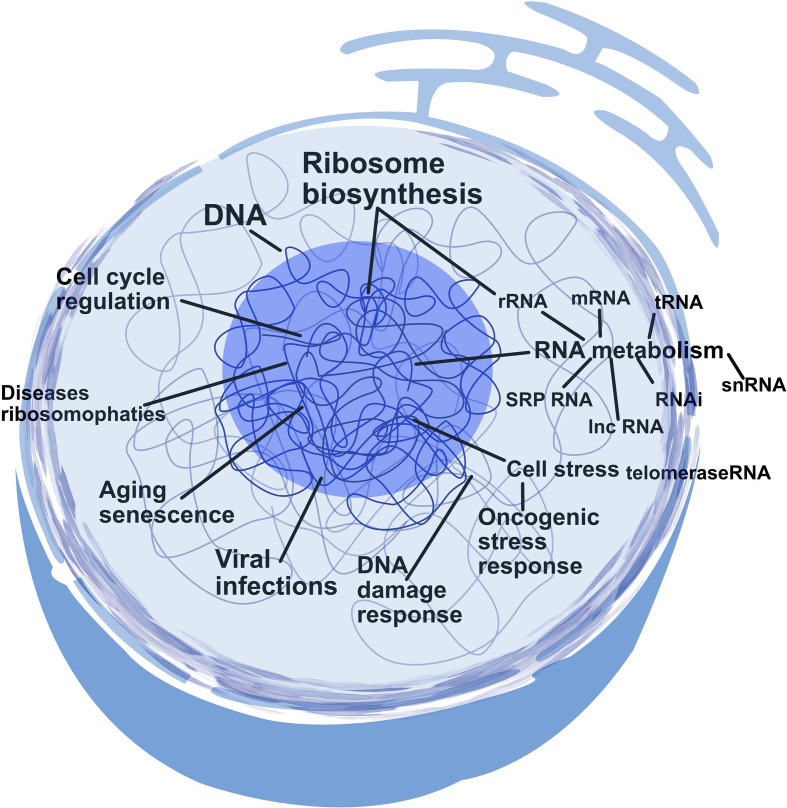 Nucleolar origins: challenging perspectives on evolution and function.