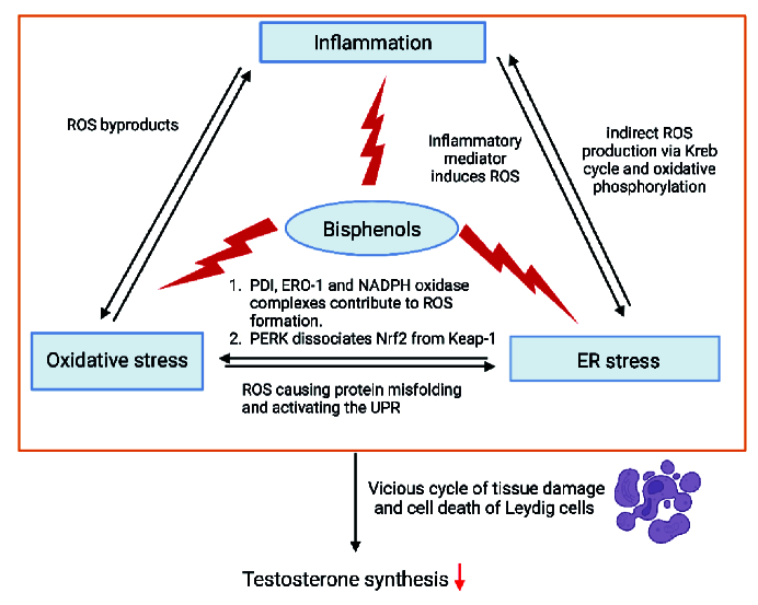 Interlinkage between inflammation, oxidative stress, and endoplasmic reticulum stress in bisphenols-induced testicular steroidogenesis disturbance: A mini review.