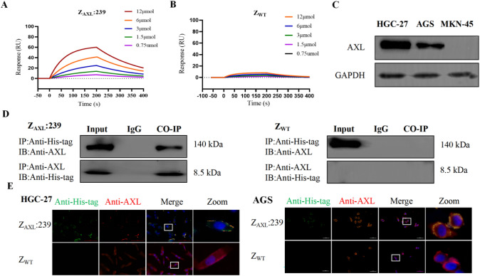 Novel affibody molecules targeting the AXL extracellular structural domain for molecular imaging and targeted therapy of gastric cancer.