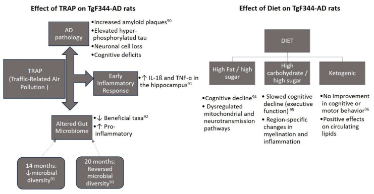 Insights From TgF344-AD, a Double Transgenic Rat Model in Alzheimer's Disease Research.
