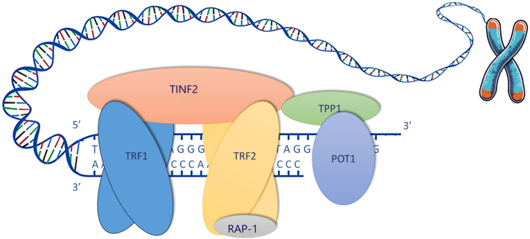 Telomeres and telomerase in mesothelioma: Pathophysiology, biomarkers and emerging therapeutic strategies (Review).