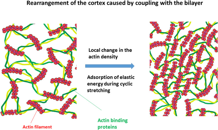 Targeted elimination of mesenchymal-like cancer cells through cyclic stretch activation of Piezo1 channels: the physical aspects.