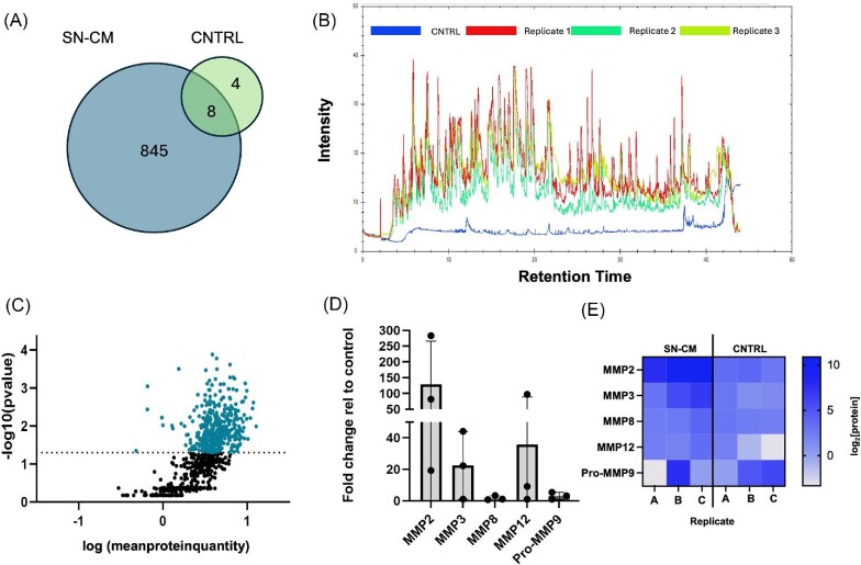 Sensory nerve-secreted factors regulate basal keratinocyte function <i>in vitro</i>.