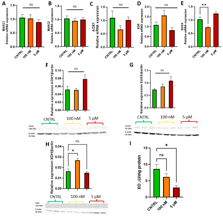 Effects of Molybdenum Supplementation in the Form of Ammonium and Sodium Salts on Trophoblast Cell Physiology and Gene Expression In Vitro.