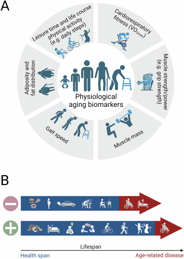 Biomarkers of aging: functional aspects still trump molecular parameters.