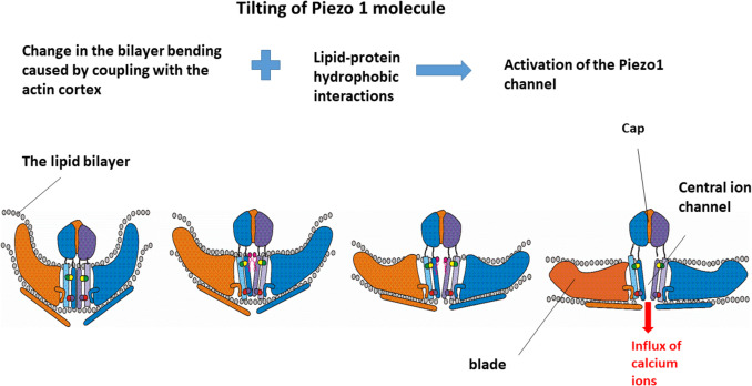 Targeted elimination of mesenchymal-like cancer cells through cyclic stretch activation of Piezo1 channels: the physical aspects.