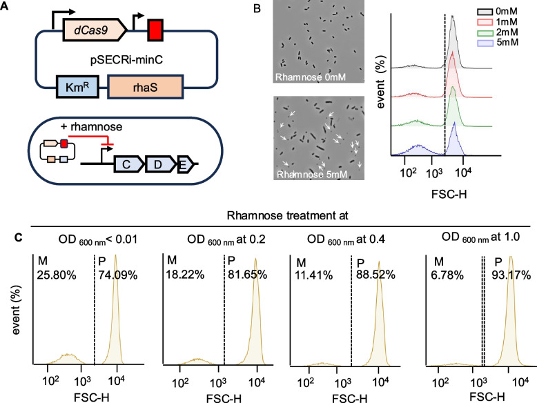 Manipulating subcellular protein localization to enhance target protein accumulation in minicells.