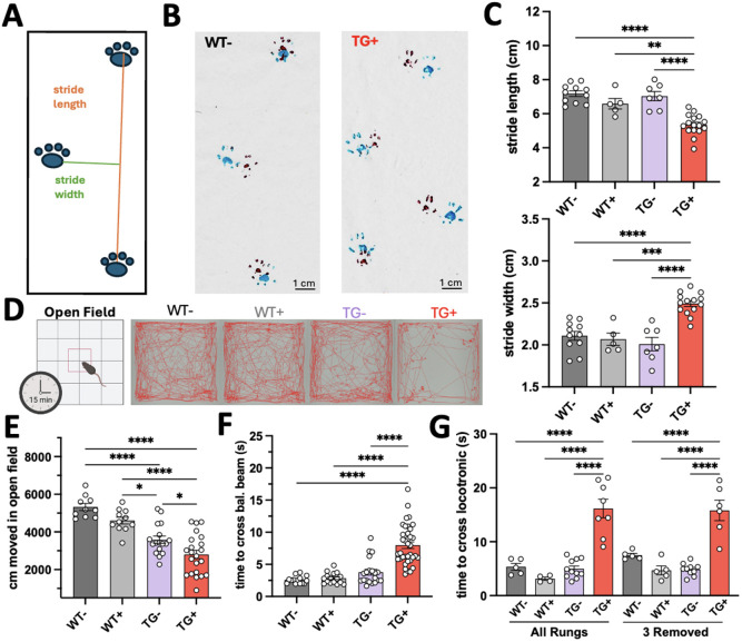 Robust behavioral assessment of the inducible Friedreich's ataxia mouse does not show improvement with NRF2 induction.