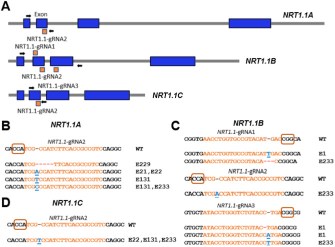 Efficient mutagenesis and genotyping of maize inbreds using biolistics, multiplex CRISPR/Cas9 editing, and Indel-Selective PCR.