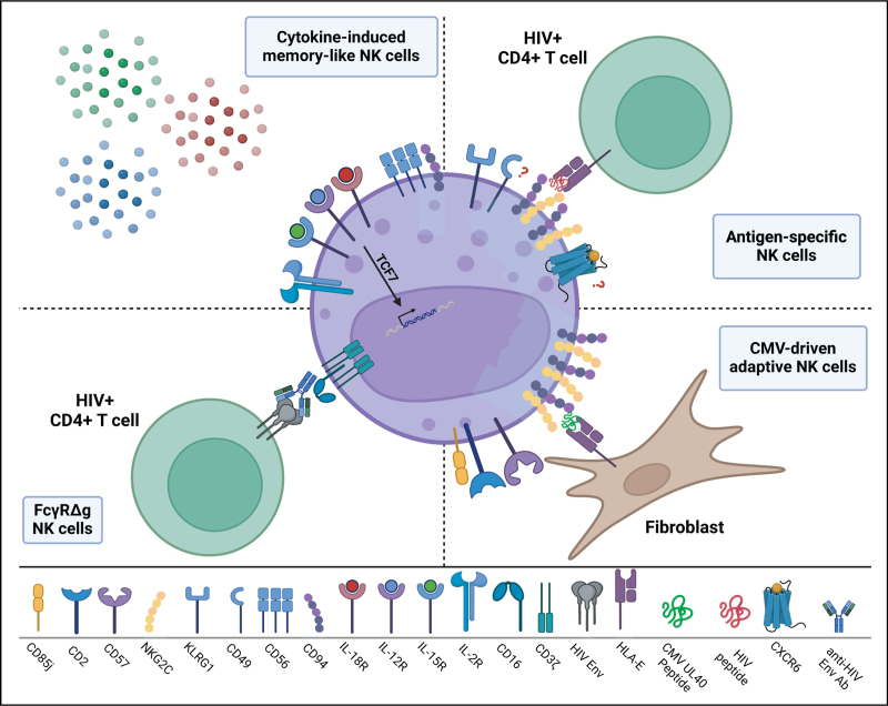 Elephant in the room: natural killer cells don't forget HIV either.