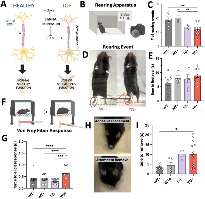 Robust behavioral assessment of the inducible Friedreich's ataxia mouse does not show improvement with NRF2 induction.