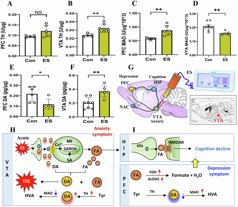 External stress, formaldehyde, and schizophrenia: a new mouse model for mental illness research.