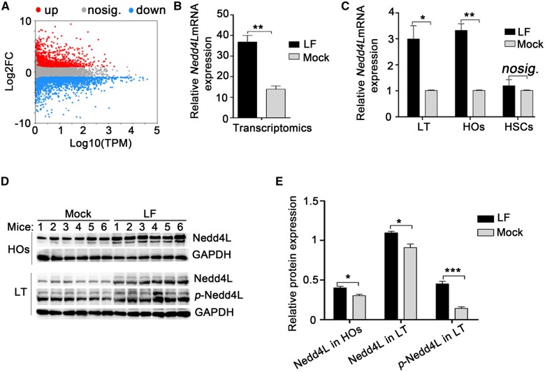 Nedd4L signaling contributes to carbon tetrachloride-induced liver fibrosis in female mice and is associated with enteric dysbacteriosis.