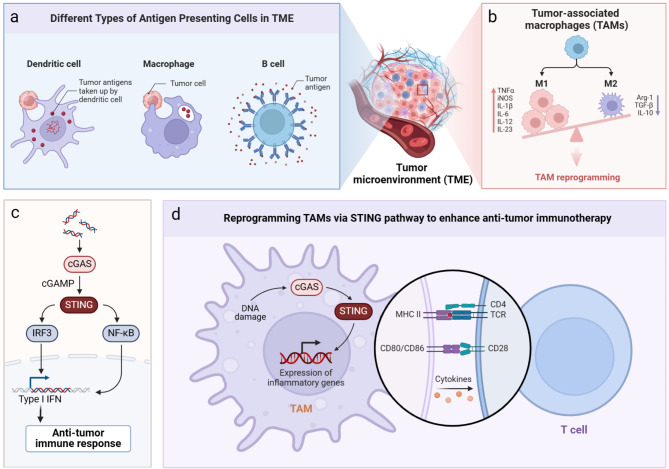 Targeting cGAS-STING pathway for reprogramming tumor-associated macrophages to enhance anti-tumor immunotherapy.