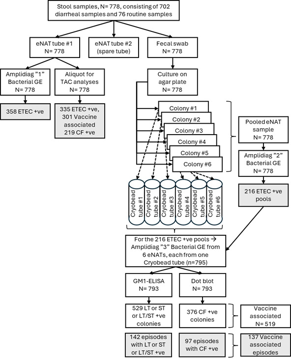 Use of a TaqMan Array Card for identification of enterotoxins and colonization factors directly from stool samples in an enterotoxigenic <i>E. coli</i> vaccine study.