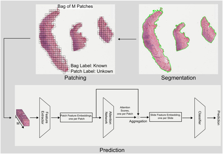 Artificial intelligence can be trained to predict <i>c-KIT</i>-11 mutational status of canine mast cell tumors from hematoxylin and eosin-stained histological slides.